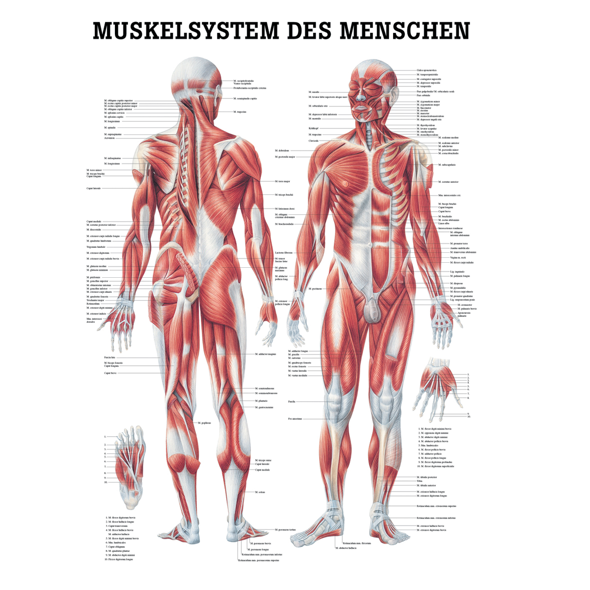 Anatomische Lehrtafel \"Das Muskelsystem des Menschen 34 x 24\"